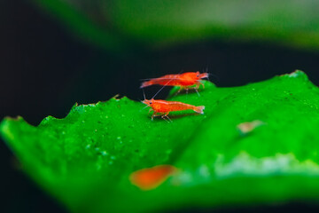 Big fire red or cherry dwarf shrimp with green background in fresh water aquarium tank.