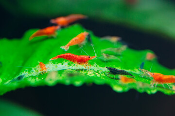 Big fire red or cherry dwarf shrimp with green background in fresh water aquarium tank.