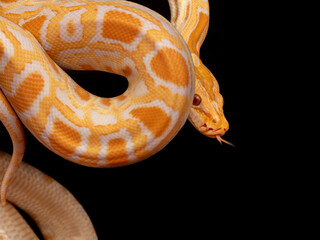 Gold Python, Reticulated python (Python reticulatus)