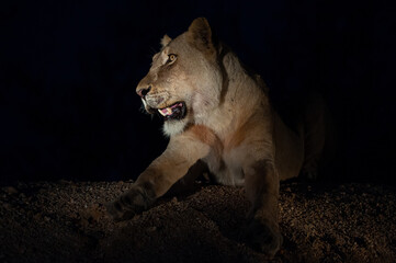 Female lion seen at night on a safari in South Africa