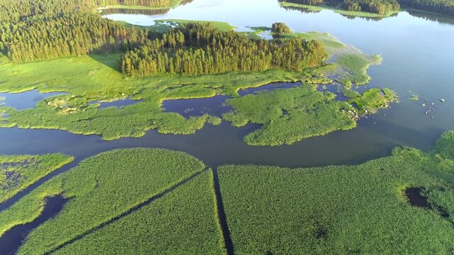 Aerial view of green reed vegetation landscape