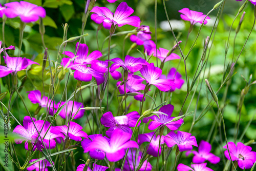 庭園風景 花壇風景 新緑風景イメージ素材 日本 九州 大分県 くじゅう花公園 年春 Garden Landscape Flowerbed Landscape Fresh Green Landscape Image Material Japan Kyushu Oita Prefecture Kuju Flower Park Spring Wall Mural Korokichikun