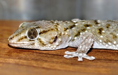 gecko closeup