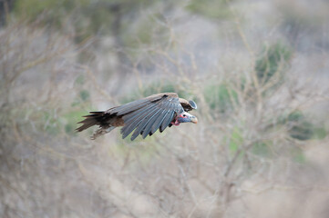Lappet-faced Vulture seen on a safari in Kruger National Park 