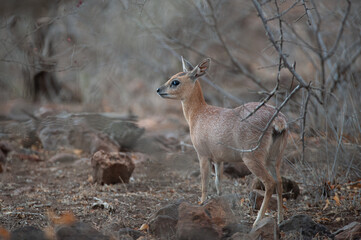 Sharpes Grysbok seen on a safari in South Africa