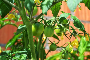 Branch with green tomatoes close up