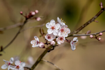 Blossom Flowers on a Blackthorn Bush, also known as Prunus Spinosa, in Early Spring