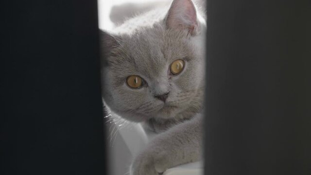 Little cat lies on the windowsill in the sunlight. Kitten basking in the sun. British kitten.