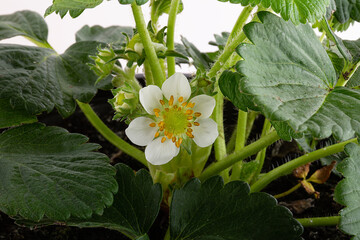 blossoming strawberry with leaves as a background