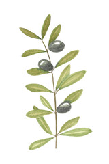 Olive branch painted in watercolor. Drawing by hand