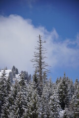 Am Karkopf im Chiemgau