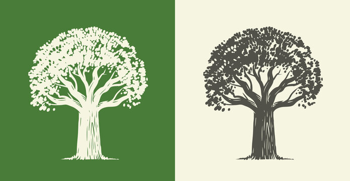 Tree oak in vintage engraving style. Nature symbol vector illustration