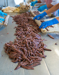 Artisanal manufacture of cantabrico anchovies, Anchovy factory, Laredo, Cantabrian Sea, Cantabria, Spain, Europe