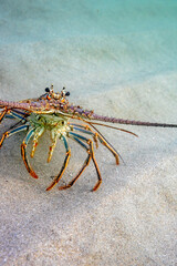 Florida spiny lobster
