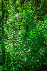 bush green grass in summer