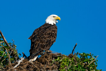 Adult Bald Eagle perched on Nest