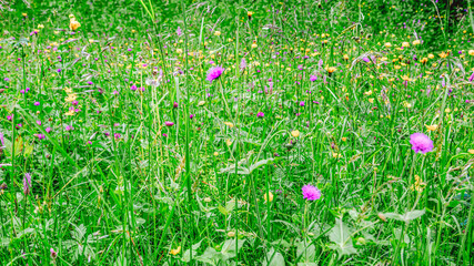 Violet flowers growing in the field with copy space. Soft focus.