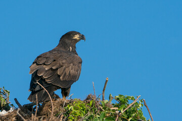 Perched Juvenile Bald Eagle