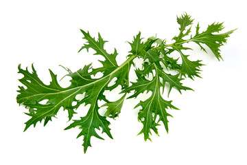 Fresh arugula leaves, isolated on white background. High resolution image