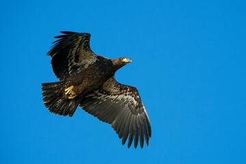 Juvenile Bald Eagle in Flight against a blue sky