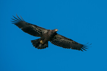 Juvenile Bald Eagle in Flight against a blue sky