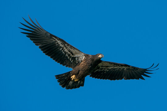 Juvenile Bald Eagle in Flight against a blue sky
