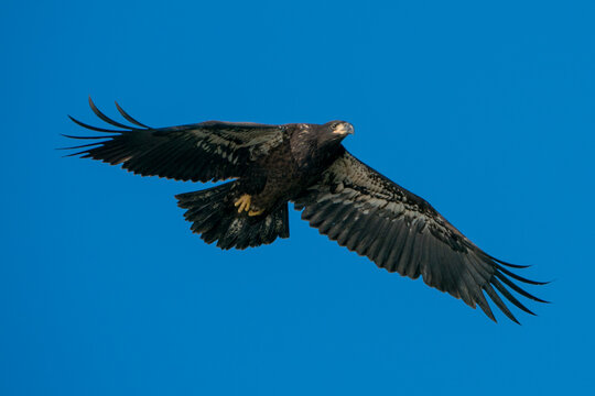 Juvenile Bald Eagle in Flight against a blue sky