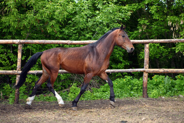 Obraz premium Chestnut horse running in paddock on the green bushes background