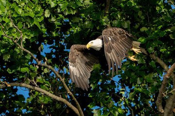 Adult bald eagle flying with trees in the background. 