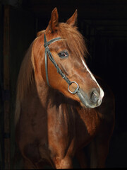 Arabian horse walks in winter stable background