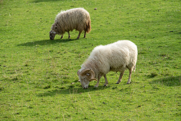 Fototapeta premium sheep grazing free on the meadow