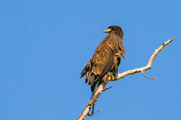 Obraz premium Perched Juvenile Bald Eagle 