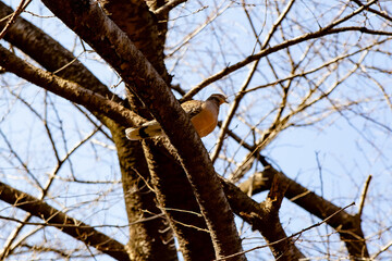 European turtle dove perched on a tree branch