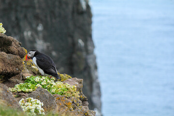 Atlantic puffin at their breeding place Latrabjarg