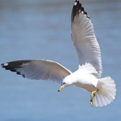 Diving Seagull