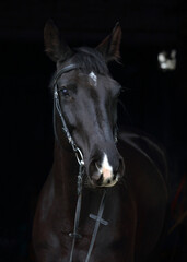 Dressage black horse with classic bridle in dark stable background