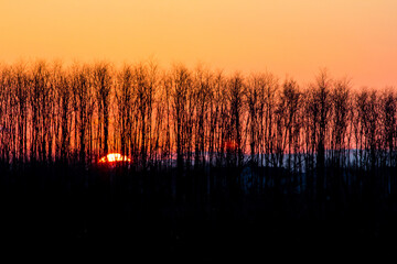 Sunset Through the Trees