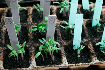 Young bright green sprouts in organic peat pots with colored tags, home gardening and springtime look concept