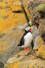 Atlantic puffin staying at the cliff of Latrabjarg