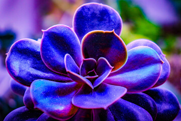 A galaxy colored fantasy echeveria succulent. A fantasy variation of a rare plant