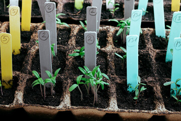 Tomato sprouts in ecological peat pots with multicolored tags, home gardening and connecting with...