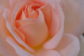Rosenblüte