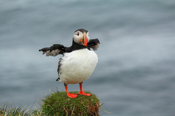 Atlantic puffin at their breeding place Latrabjarg