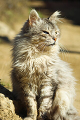 Naklejka na ściany i meble street gray cat with beautiful multi-colored eyes.