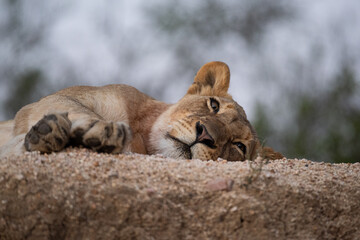 Fototapeta na wymiar Low angle image of a female lion seen on a safari in South Africa