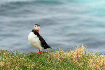 Atlantic puffin at the famous bird breeding place Latrabjarg, looking into camera
