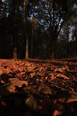 autumn leaves in the park
