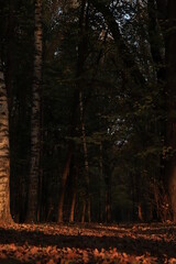 autumn forest in the morning