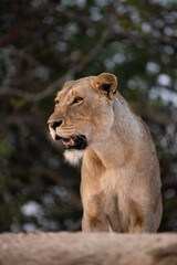 Low angle image of a female lion seen on a safari in South Africa