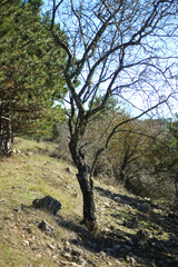on the edge of a green coniferous forest in spring.